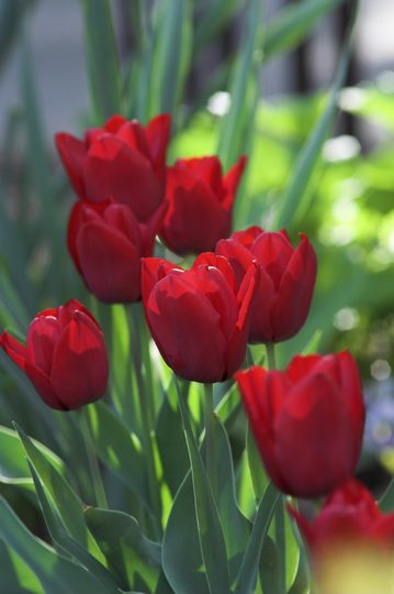 tulip1 - euroharmonia